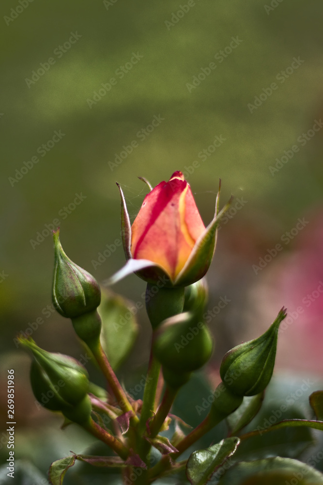 Tulip of red and yelllow rose Tulip of red and yelllow rose