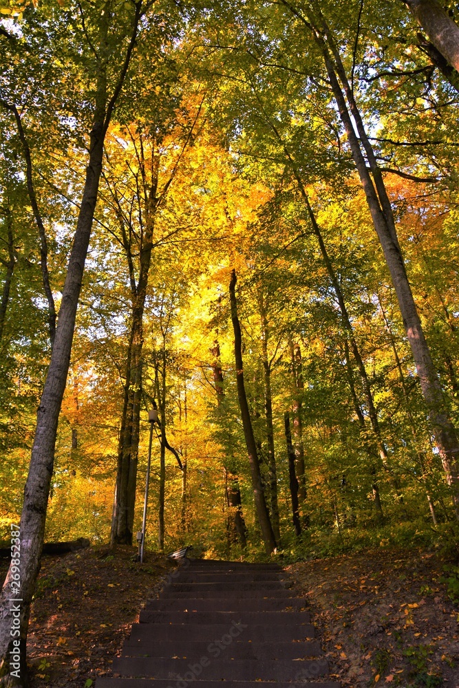 Obraz premium autumn on an alley with stairs in a forest