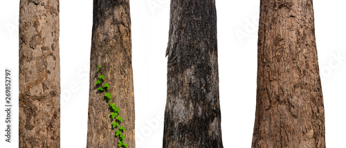 Fotografia isolated tree trunk Collection on White Backdrop