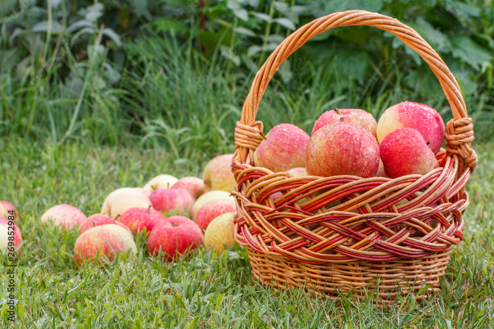 Red apples in a wicker basket and on green grass in the orchard. Fresh ripe apples