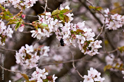 Blooming pink sakura in early spring © annatronova