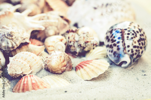 Seashells, stones and sea stars on the sand, summer beach background travel concept with copy space for text.