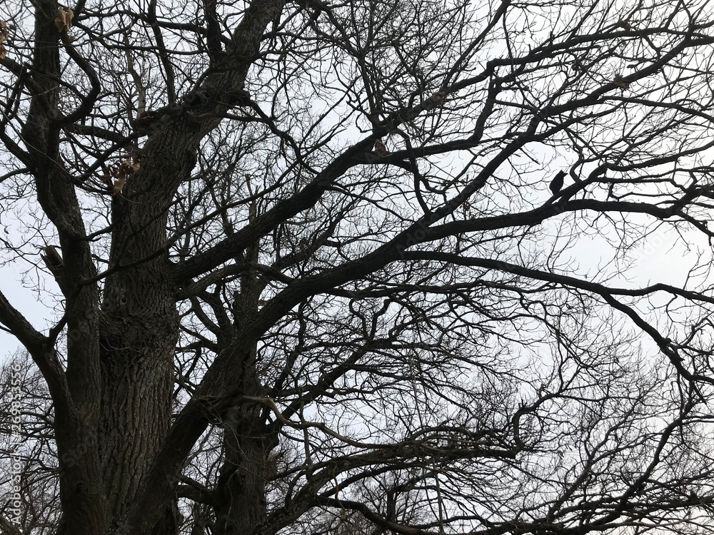 beautiful crowns of trees without leaves in winter, birds on tree crowns beautiful crowns of trees without leaves in winter, birds on tree crowns