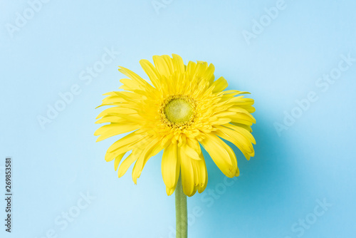 top view of yellow sunflower with shadow