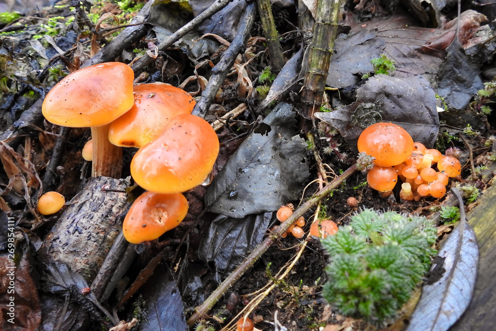 Colorful mushrooms which a glazed appearance Colorful mushrooms which a glazed appearance