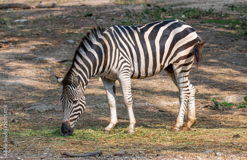 Fototapeta Naklejka Na Ścianę i Meble -  Male zebra feeding on grass in a zoo