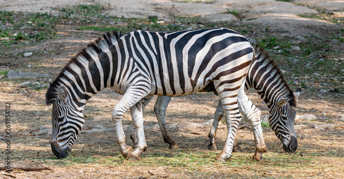 Male and female zebras feeding on grass in opposite direction
