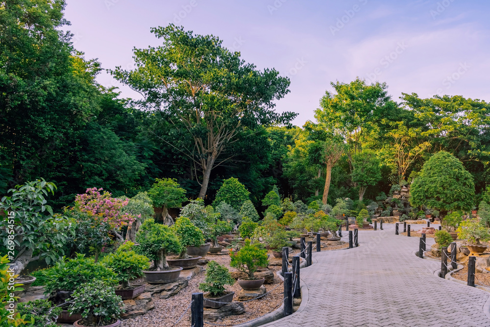 Variety of Bonsai trees were planted in pots and was many sorted for decoration in public garden. Variety of Bonsai trees were planted in pots and was many sorted for decoration in public garden.