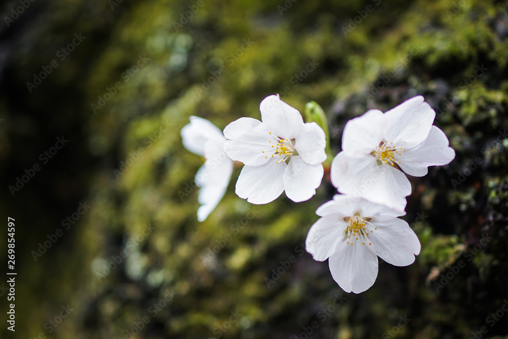 Obraz premium close up sakura flower japan