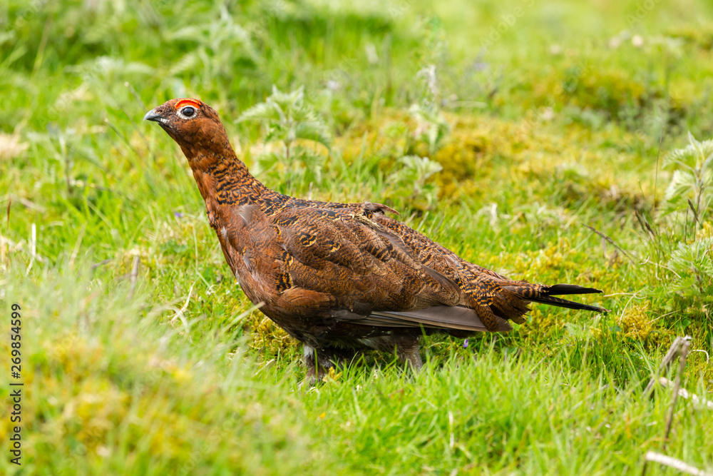 Red Grouse male stood in moorland during nesting season. Red Grouse male stood in moorland during nesting season.