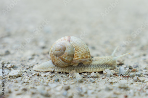 snail on sand
