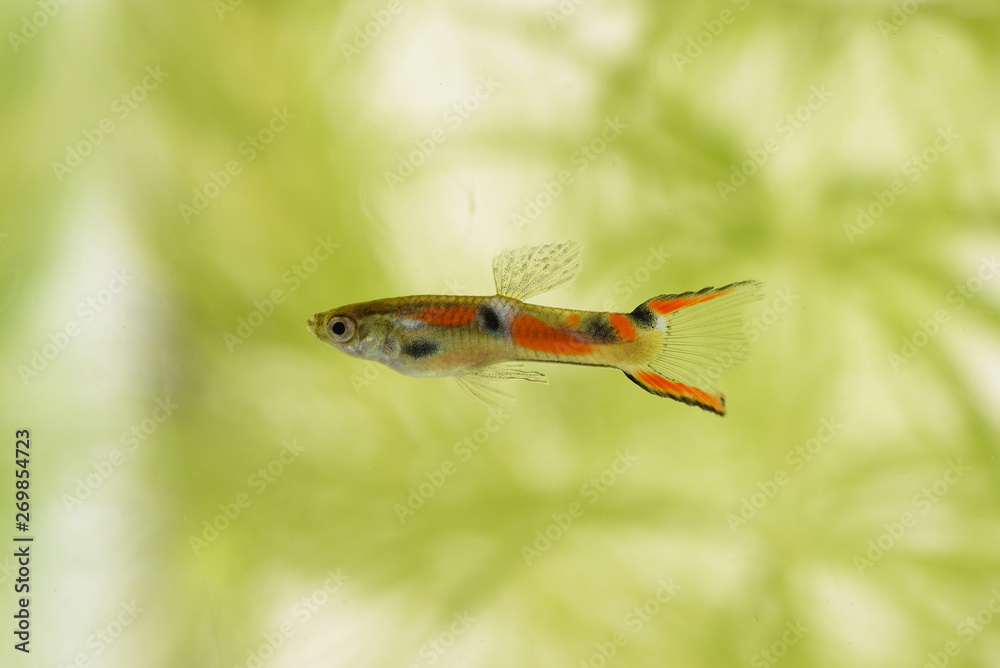 Fototapeta premium Endler guppy aquarium fish green plants in the aquarium