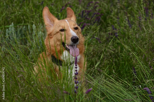  dog, fun, grass, beauty