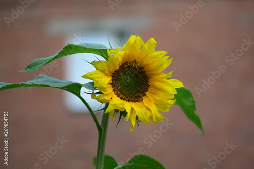 sunflower on a background of blue sky