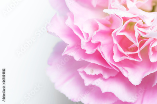 pink carnation on white