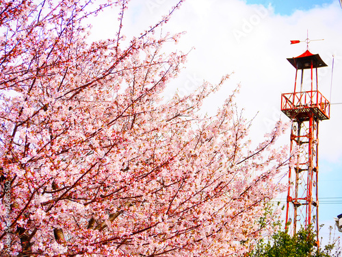 桜と火の見櫓