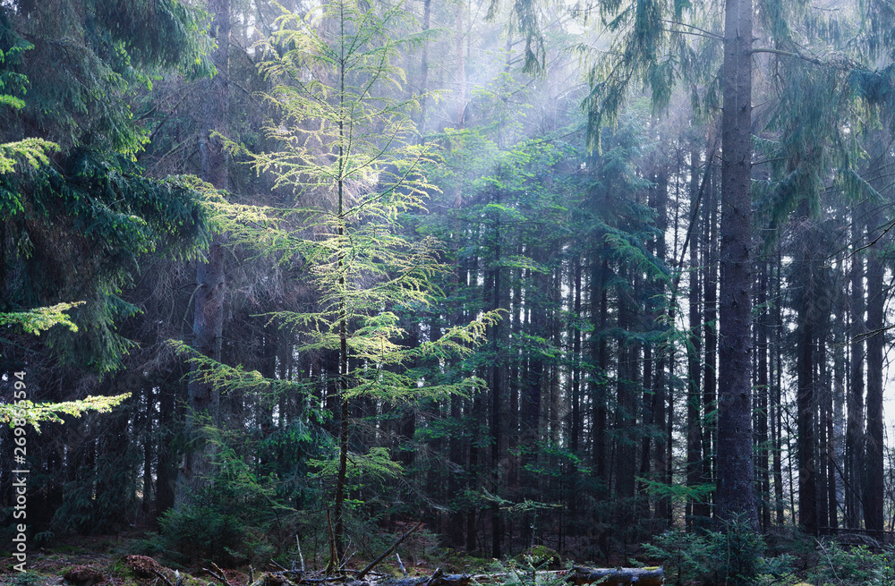 Obraz premium larch tree illuminated in forest
