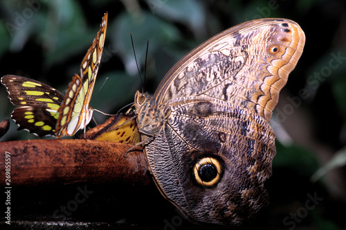 schmetterling tropisch