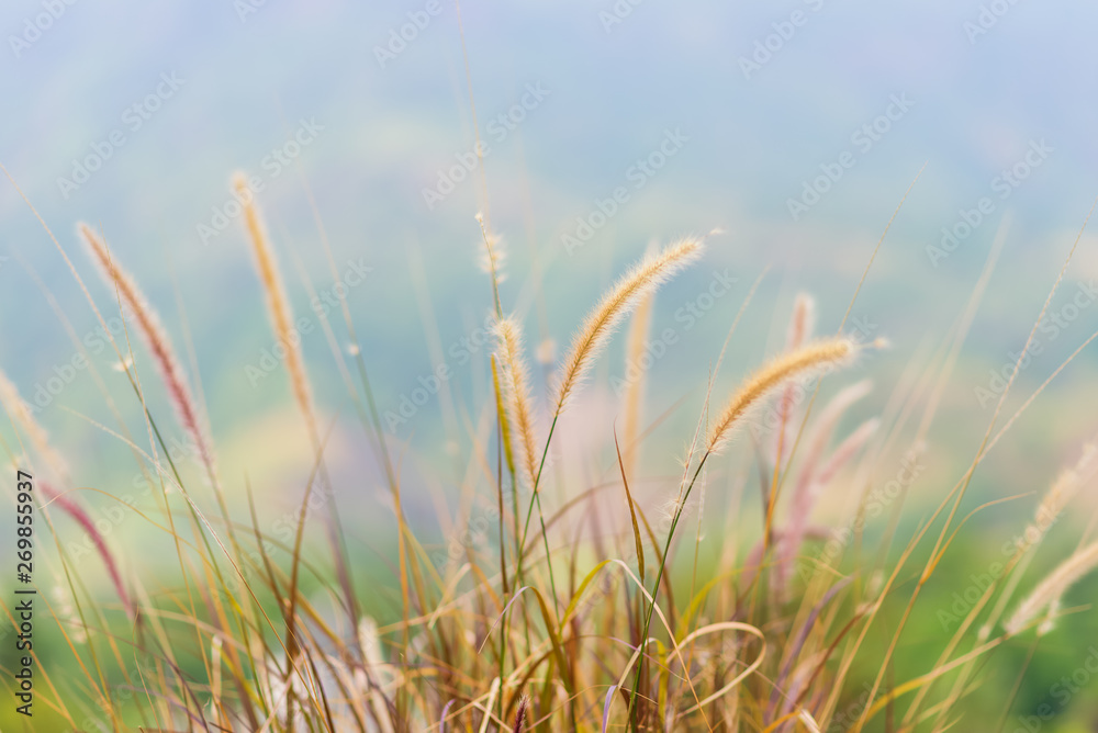 Group of grass flower in meadow. And bright light, soft blur background Group of grass flower in meadow. And bright light, soft blur background