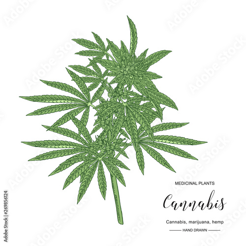 Cannabis sativa or cannabis indica plant. Marijuana leaves and seeds. Medical and cosmetic herbs. Botanical vector illustration.