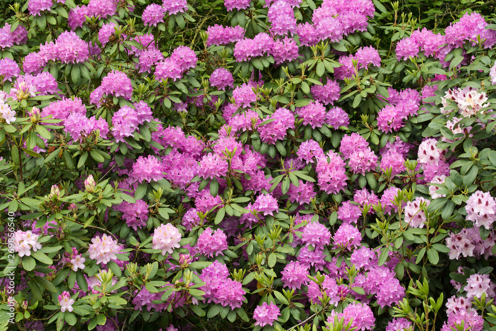 Rhododendron Rhododendron