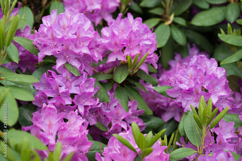 Obraz premium Rhododendron