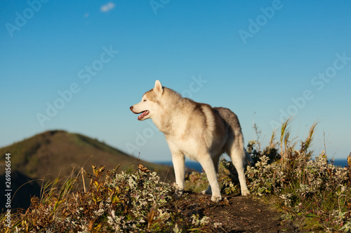Free and beatuiful dog breed siberian husky standing on the hill on the sea and mountains background