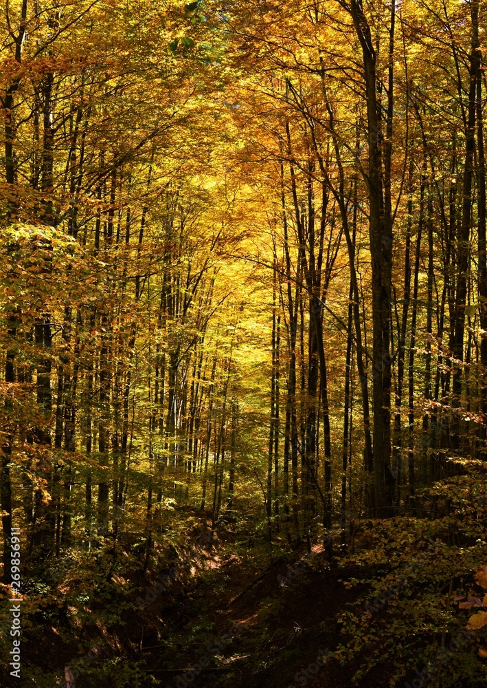 Obraz premium fall in the forest