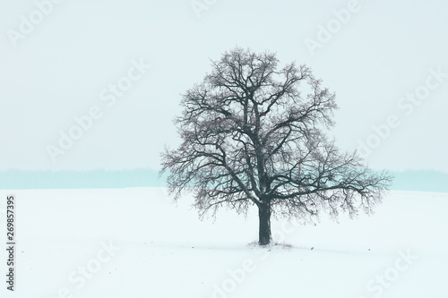 Lonely winter tree on white snow in cold weather © yarbeer