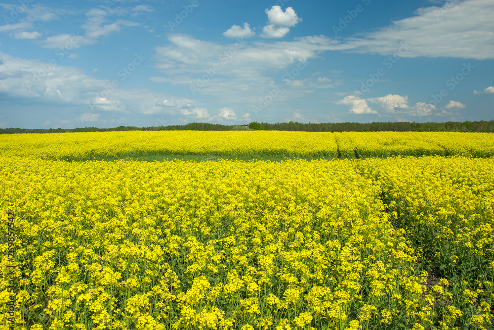 Large rape field and clouds in the blue sky