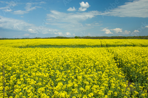 Large rape field and clouds in the blue sky