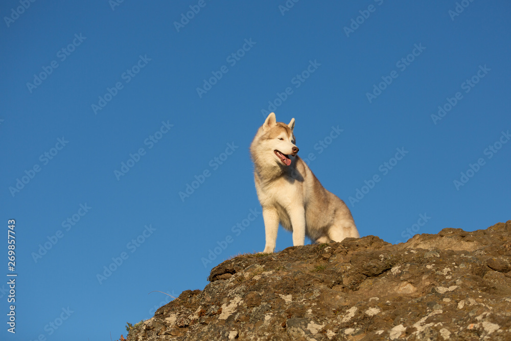 Free and beatuiful dog breed siberian husky standing on the hill on blue sky background