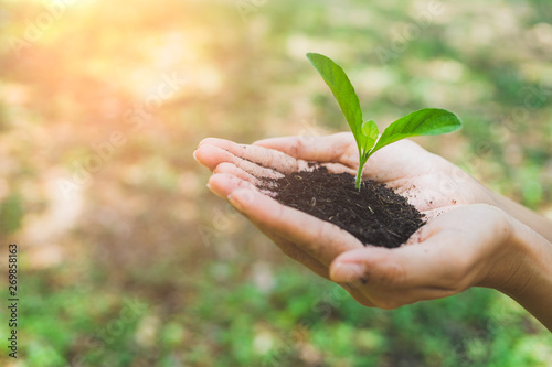 World Environment Day concept. Hand holding plant.