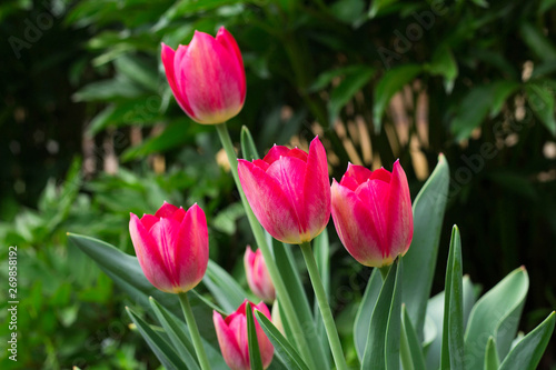 Fototapeta Naklejka Na Ścianę i Meble -  Beautiful red tulips growing in the garden