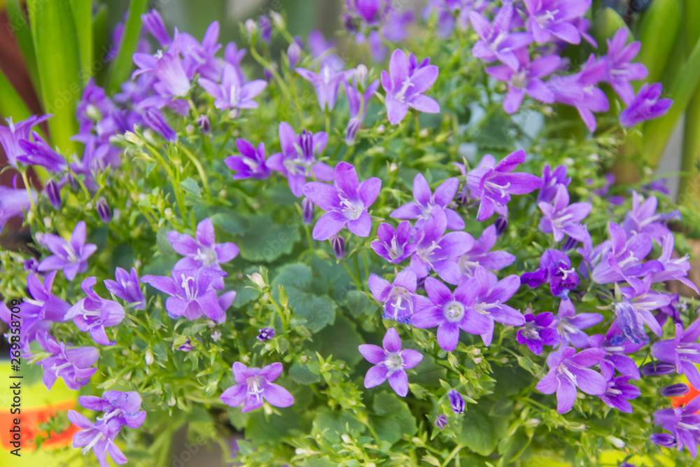 Fototapeta premium Blooming potted Campanula muralis flowers on a shelf in a flower shop, campanula americana blossom, or violet bellflowers for garden and decoration, floral background