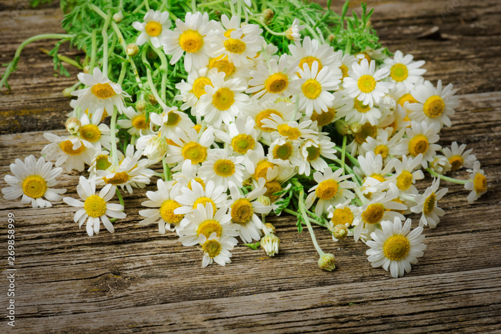 Obraz premium Daisy chamomile flowers on wooden background. 