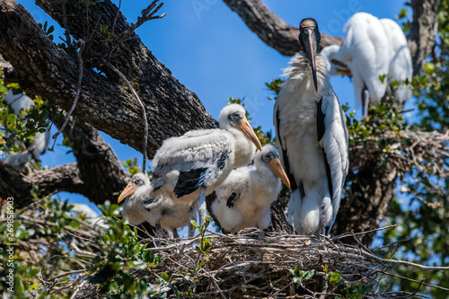 Wood Stork family of a Parent and three chicks