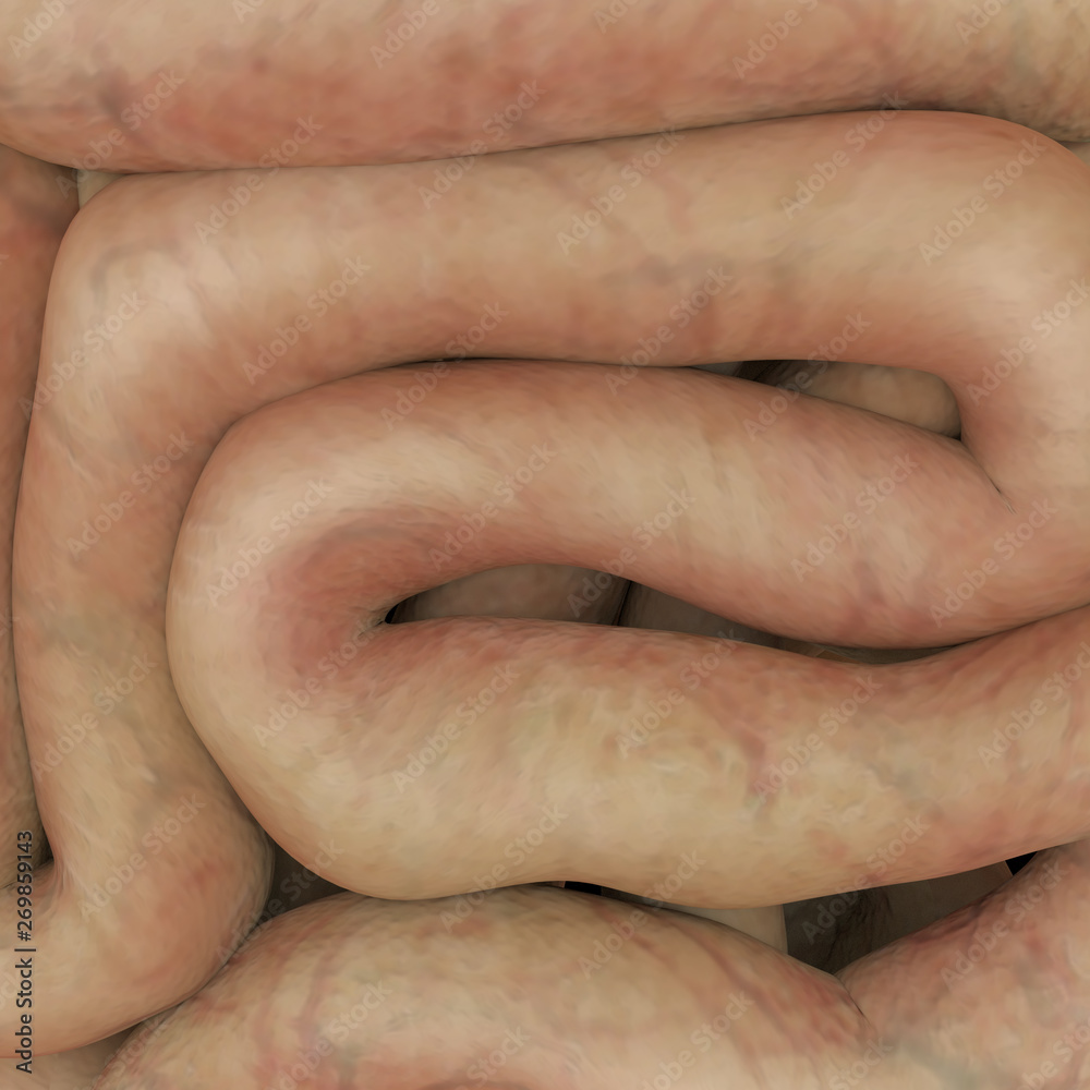 Human digestive system.Healthy 3D Rendering Human digestive system.Healthy 3D Rendering