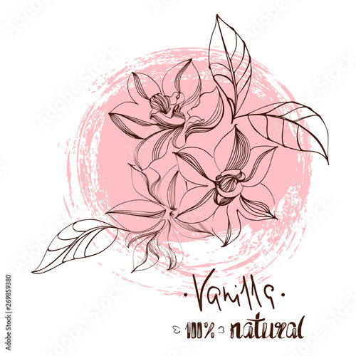 Vanilla, Flower. Illustration spice for use in cooking. Design element for packaging.