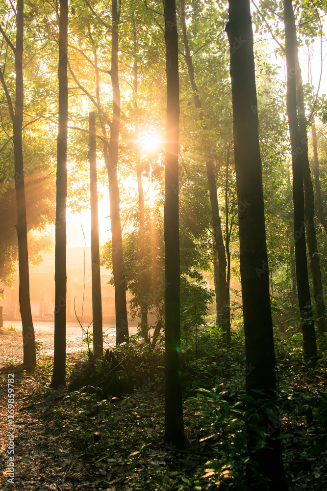 Obraz premium Dense forest village in the early morning, Qionglai county, Chengdu city, Sichuan prov. China.