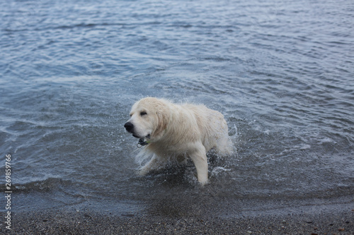 Cute and crazy Golden Retriever dog shaking its head on the beach