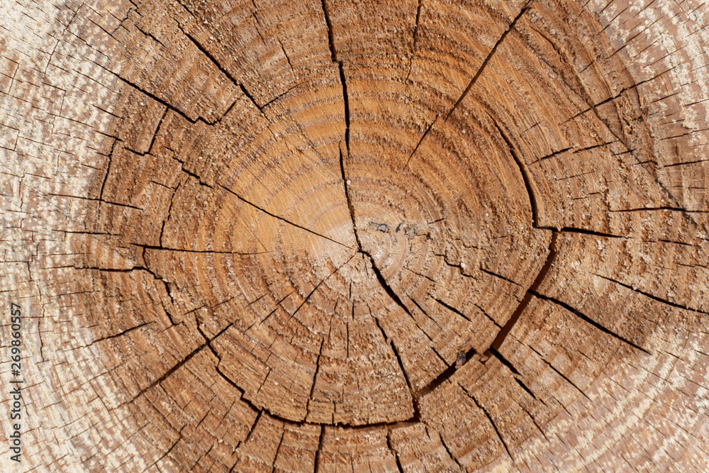 Fototapeta premium Timber Pattern. Tree rings. Wooden texture.