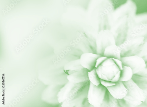 Soft blurred focus of pink flowers for background