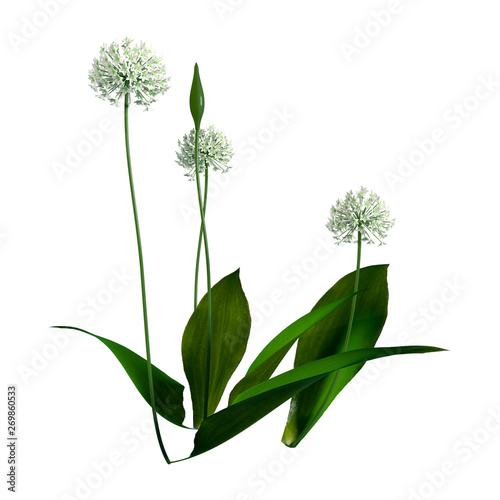 Принти на полотні 3D Rendering Wild Garlic Plant on White