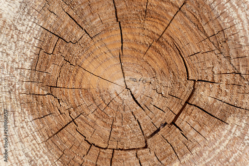 Timber Pattern. Tree rings. Wooden texture.