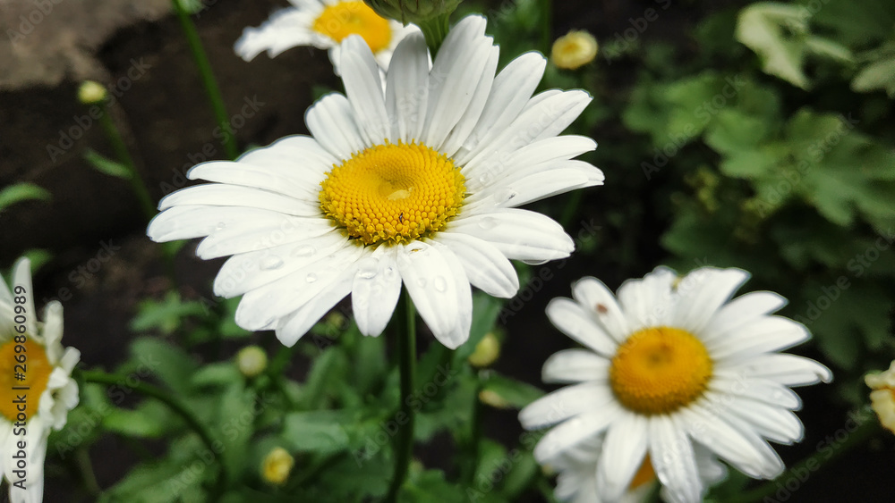 chamomile flowers with dew drops after rain chamomile flowers with dew drops after rain