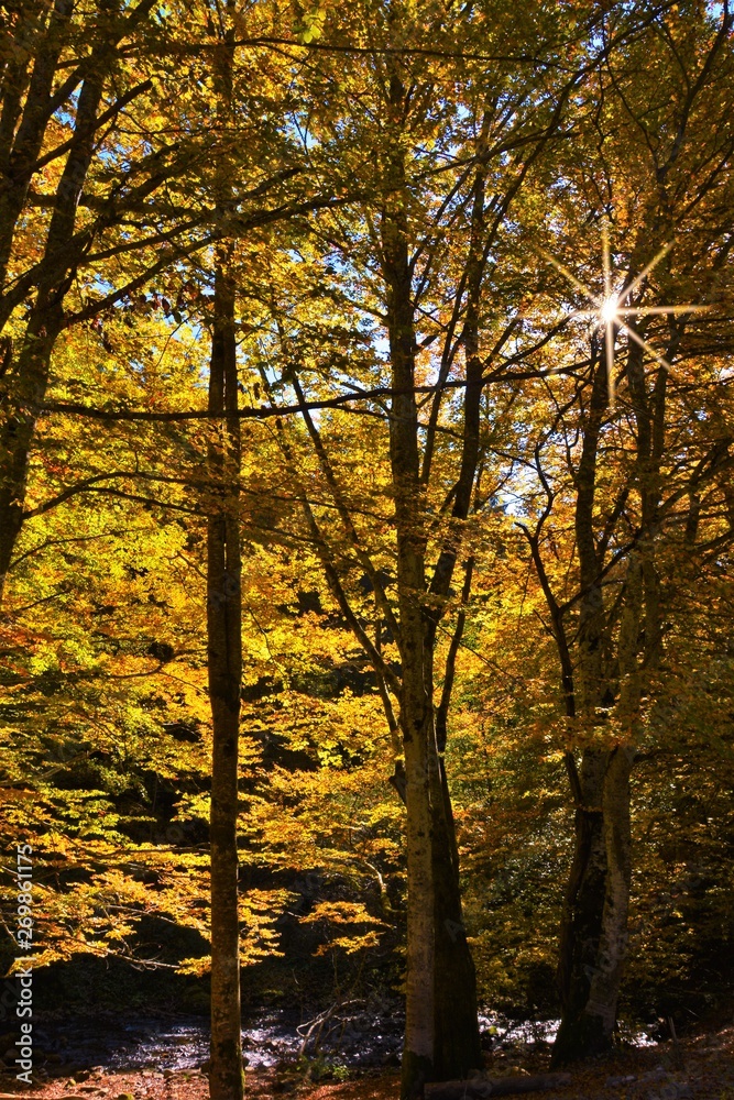 fall in the forest fall in the forest