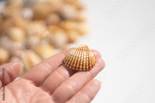 Sea shell in female hand