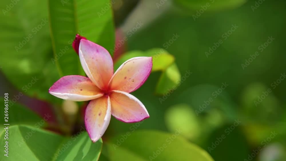 Flowering frangipani used in spa shops In blurred style for background, banner or card And the spring landscape of Leelawadee flowers Colorful spring flowers Flowering frangipani used in spa shops In blurred style for background, banner or card And the spring landscape of Leelawadee flowers Colorful spring flowers