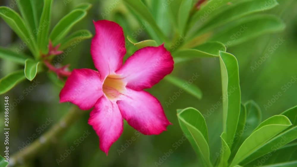 Flowering frangipani used in spa shops In blurred style for background, banner or card And the spring landscape of Leelawadee flowers Colorful spring flowers Flowering frangipani used in spa shops In blurred style for background, banner or card And the spring landscape of Leelawadee flowers Colorful spring flowers